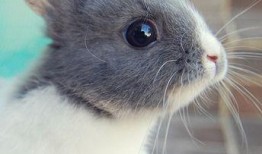 娱乐吃瓜酱猫兔子,揭秘猫兔子背后的趣味故事